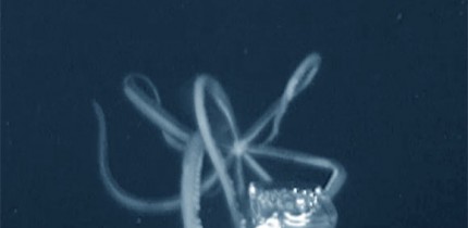 A giant squid, at least 10-12 feet in length, approaches the Medusa’s e-jelly lure before realizing the e-jelly is not food and retreating. Image credit: Edie Widder & Nathan Robinson.