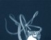 A giant squid, at least 10-12 feet in length, approaches the Medusa’s e-jelly lure before realizing the e-jelly is not food and retreating. Image credit: Edie Widder & Nathan Robinson.