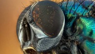 Hospital insects present a potential to contribute to persistence and spread of antimicrobial-resistant pathogenic bacteria in the hospital environment. Image credit: Virvoreanu Laurentiu.
