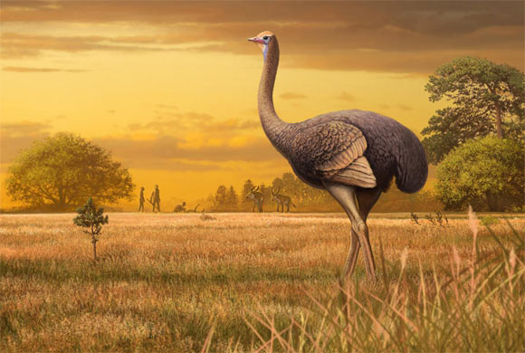 Pachystruthio dmanisensis. Image credit: Andrey Atuchin.