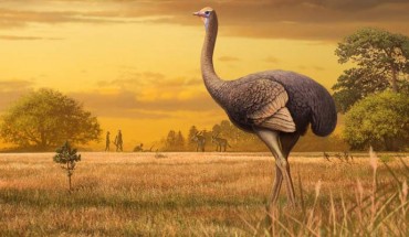 Pachystruthio dmanisensis. Image credit: Andrey Atuchin.