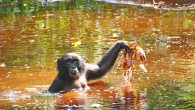 An adult female bonobo retrieving water lillies (Nymphea lotus) from a back water. Image credit: Zana Clay, LuiKotale Bonobo Project.