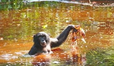 An adult female bonobo retrieving water lillies (Nymphea lotus) from a back water. Image credit: Zana Clay, LuiKotale Bonobo Project.