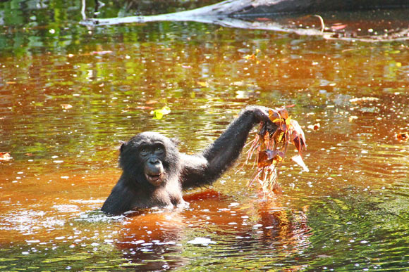 An adult female bonobo retrieving water lillies (Nymphea lotus) from a back water. Image credit: Zana Clay, LuiKotale Bonobo Project.