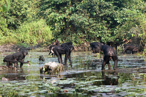 Bonobos in LuiKotale Forest, Salonga National Park, Democratic Republic of Congo, consuming iodine-containing aquatic plants. Image credit: Cédric Girard-Buttoz, LuiKotale Bonobo Project.