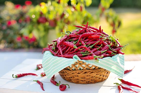Nolden et al assessed the ability of common beverages to reduce oral burn from capsaicin. Image credit: Jill Wellington.