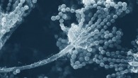 This scanning electron microscopic (SEM) image depicts a close up of Aspergillus sp. fungal fruiting body. This reproductive structure is composed of a septate filament known as a conidiophore, which is topped by chains of conidiospores. Image credit: Janice Haney Carr & Robert Simmons, CDC.