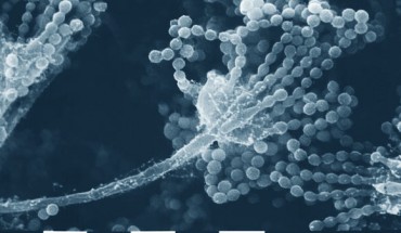 This scanning electron microscopic (SEM) image depicts a close up of Aspergillus sp. fungal fruiting body. This reproductive structure is composed of a septate filament known as a conidiophore, which is topped by chains of conidiospores. Image credit: Janice Haney Carr & Robert Simmons, CDC.