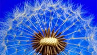 According to Taiz et al, plants don’t think, they grow. Image credit: Johannes Plenio.