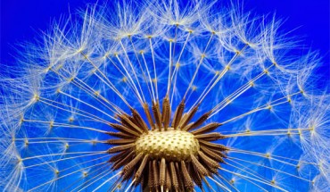 According to Taiz et al, plants don’t think, they grow. Image credit: Johannes Plenio.