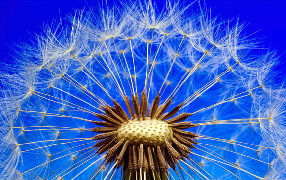 According to Taiz et al, plants don’t think, they grow. Image credit: Johannes Plenio.