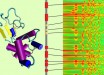 Yu et al report a method to translate amino acid sequences into audible sound, use the representation in the musical space to train a neural network, and then apply it to generate protein designs using artificial intelligence. Image credit: Yu et al, doi: 10.1021/acsnano.9b02180.