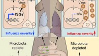 Bradley et al identify lung stroma as the target of microbiota-driven signals that set the interferon signature in these cells; antibiotic treatment reduces gut microbiota and the lung stromal interferon signature and facilitates early influenza virus replication in lung epithelia, effects that can be reversed by fecal transplantation. Image credit: Bradley et al, doi: 10.1016/j.celrep.2019.05.105.