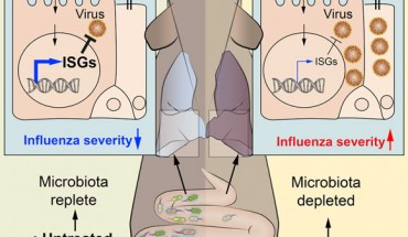 Bradley et al identify lung stroma as the target of microbiota-driven signals that set the interferon signature in these cells; antibiotic treatment reduces gut microbiota and the lung stromal interferon signature and facilitates early influenza virus replication in lung epithelia, effects that can be reversed by fecal transplantation. Image credit: Bradley et al, doi: 10.1016/j.celrep.2019.05.105.