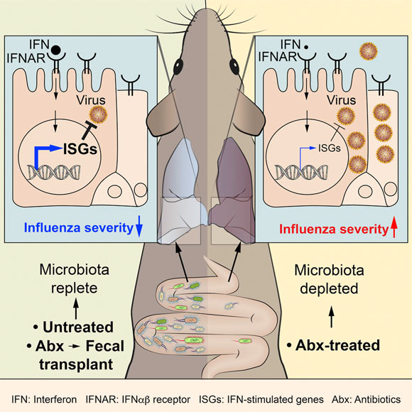 Bradley et al identify lung stroma as the target of microbiota-driven signals that set the interferon signature in these cells; antibiotic treatment reduces gut microbiota and the lung stromal interferon signature and facilitates early influenza virus replication in lung epithelia, effects that can be reversed by fecal transplantation. Image credit: Bradley et al, doi: 10.1016/j.celrep.2019.05.105.