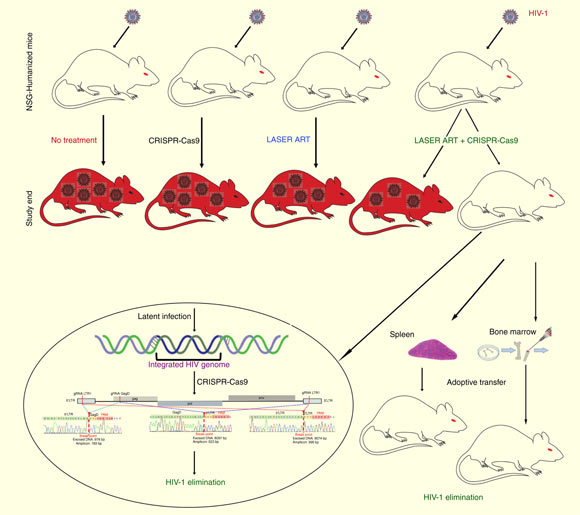 A working model for HIV-1 elimination: a cartoon illustration of the viral elimination strategy is shown for single LASER ART, AAV9-CRISPR-Cas9 injection groups and dual treatment groups. Image credit: Dash et al, doi: 10.1038/s41467-019-10366-y.