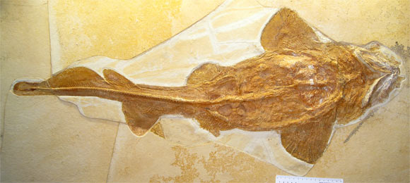 A whole skeleton of Palaeocarcharias stromeri from the Jura Museum Eichstätt. Image credit: Jürgen Kriwet.