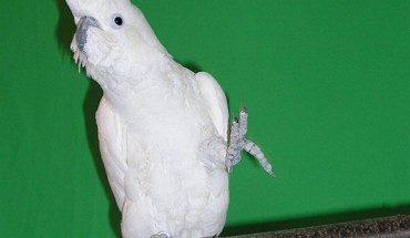 Snowball, a male sulphur-crested cockatoo (Cacatua galerita eleonora). Image credit: Patel et al, doi: 10.1016/j.cub.2009.03.038.
