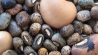 African farmers domesticated the cowpea (Vigna unguiculata) from its wild form, in a process of unconscious selection over many centuries. Domesticated cowpea has much larger seeds that have lost its dormancy of the wild progenitor. Image credit: Ton Rulkens / CC BY-SA 2.0.