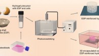 Schematic for the fabrication of the eggshell microparticle-reinforced hydrogels and cell encapsulation in 3D. Image credit: Wu et al, doi: 10.1039/C9BM00230H.