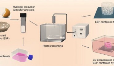 Schematic for the fabrication of the eggshell microparticle-reinforced hydrogels and cell encapsulation in 3D. Image credit: Wu et al, doi: 10.1039/C9BM00230H.