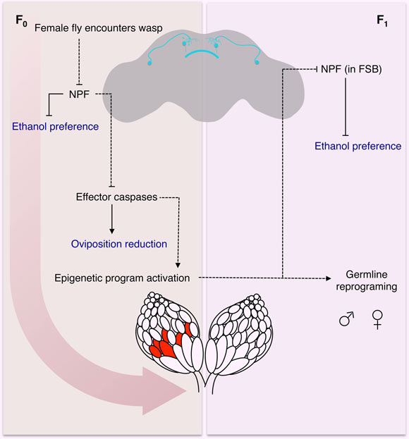 Model for fly-wasp mediated ethanol preference: a female fly encounters a wasp, based in part on visual signals, leading to a cascade of physiological and behavioral changes; one of the initiating factors following wasp exposure is the depression of NPF in the female fly brain; under normal conditions, NPF inhibits the ethanol preference behavior and caspase mediated germline apoptosis; therefore, the reduction of NPF triggers ethanol preference and germline caspases; activation of the germline effector caspases Dcp-1 and Drice in turn reduced egg laying and participates in the epigenetic reprograming of the female germline and chromosome 3; the epigenetic program is passed to both sexes of the F1 generation, in that both male and female progeny can pass on the ethanol preference; further, legacy F1 female flies inherit depressed NPF in the fan shaped body (FSB), which drives the ethanol preference behavior. Model legend: measured behavioral outputs are in blue, the dashed lines indicate a speculative or unknown mechanism of action. Image credit: Bozler et al, doi: 10.7554/eLife.45391.