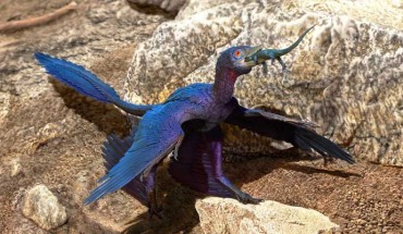 Microraptor swallowing Indrasaurus wangi. Image credit: Doyle Trankina.