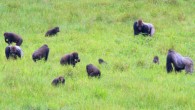 Three western gorilla groups (Conan, Morpheus and Zulu) mingle peacefully as they feed at the Mbeli Bai clearing in the Nouabale-Ndoki National Park, Republic of Congo. Image credit: Wildlife Conservation Society.