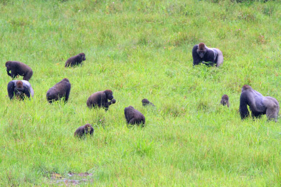 Three western gorilla groups (Conan, Morpheus and Zulu) mingle peacefully as they feed at the Mbeli Bai clearing in the Nouabale-Ndoki National Park, Republic of Congo. Image credit: Wildlife Conservation Society.