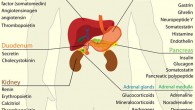 Davis et al identified a surprising new role for a stomach-derived hormone called ghrelin. Image credit: Mariana Ruiz Villarreal.