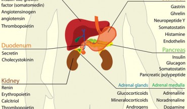 Davis et al identified a surprising new role for a stomach-derived hormone called ghrelin. Image credit: Mariana Ruiz Villarreal.