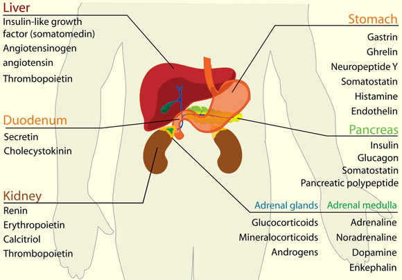 Davis et al identified a surprising new role for a stomach-derived hormone called ghrelin. Image credit: Mariana Ruiz Villarreal.