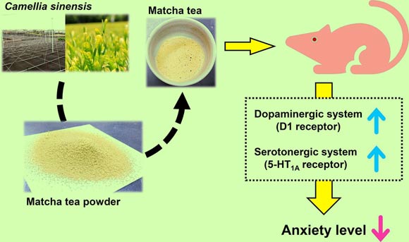 Matcha tea exerts anxiolytic effect through the activation of the dopaminergic and serotonergic systems. Image credit: Kurauchi et al, doi: 10.1016/j.jff.2019.05.046.
