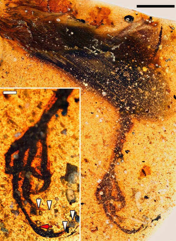 The foot of Elektorornis chenguangi, with inset providing greater detail on foot, arrowheads marking different apices of unguals and ungual sheathes where visible, and red arrow marking base of metatarsal III. Scale bar - 5 mm (1 mm in inset). Image credit: Xing et al, doi: 10.1016/j.cub.2019.05.077.