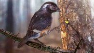 An artist’s reconstruction of Elektorornis chenguangi, showing the possible probing function of the elongate toe. Image credit: Zhongda Zhang.