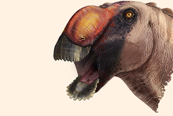 Aquilarhinus palimentus lived approximately 80 million years ago in what is now Texas. Image credit: ICRA Art.