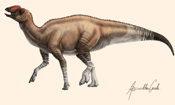 Aquilarhinus palimentus. Image credit: ICRA Art.