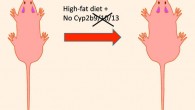 Heintz et al finds that the repression or inhibition of CYP2B may exacerbate metabolic disorders and cause obesity by perturbing fatty acid metabolism, especially in males. Image credit: Heintz et al, doi: 10.1016/j.jnutbio.2019.05.004.
