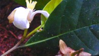 Mischogyne iddii grows white flowers. Image credit: Andrew R. Marshall.