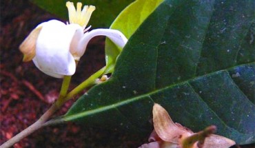 Mischogyne iddii grows white flowers. Image credit: Andrew R. Marshall.