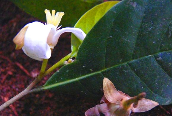 Mischogyne iddii grows white flowers. Image credit: Andrew R. Marshall.