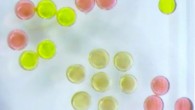 Array of 1 mm magnetic droplets: fluorescent green droplets are paramagnetic without any jammed nanoparticles at the liquid interface; red are paramagnetic with nonmagnetic nanoparticles jammed at the interface; brown droplets are ferromagnetic with magnetic nanoparticles jammed at the interface. Image credit: Xubo Liu et al / Berkeley Lab.