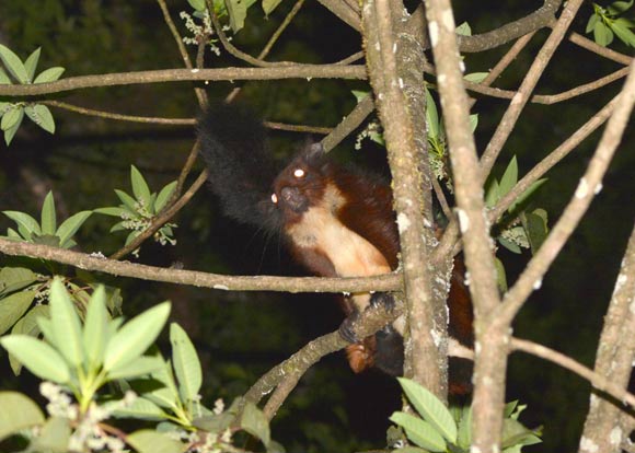 The Mount Gaoligong flying squirrel (Biswamoyopterus gaoligongensis). Image credit: Kadoorie Farm & Botanic Garden.