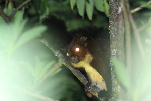 The Mount Gaoligong flying squirrel (Biswamoyopterus gaoligongensis). Image credit: Kadoorie Farm & Botanic Garden.
