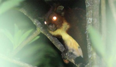 The Mount Gaoligong flying squirrel (Biswamoyopterus gaoligongensis). Image credit: Kadoorie Farm & Botanic Garden.