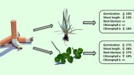 Littered cigarette filters reduce growth and alter short-term primary productivity of terrestrial plants. Image credit: Green et al, doi: 10.1016/j.ecoenv.2019.109418.