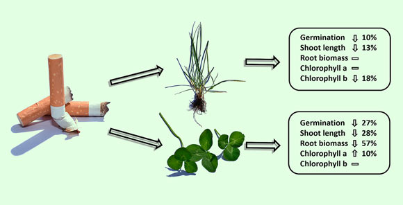Littered cigarette filters reduce growth and alter short-term primary productivity of terrestrial plants. Image credit: Green et al, doi: 10.1016/j.ecoenv.2019.109418.