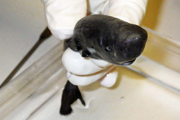 The American pocket shark (Mollisquama mississippiensis). Image credit: Michael Doosey.