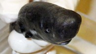 The American pocket shark (Mollisquama mississippiensis). Image credit: Michael Doosey.