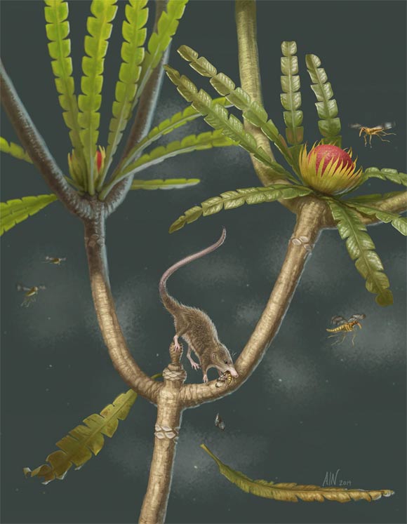 An artist’s reconstruction of Microdocodon gracilis as a nocturnal animal active on a bennettitalean tree of the Jurassic. Image credit: April I. Neander.